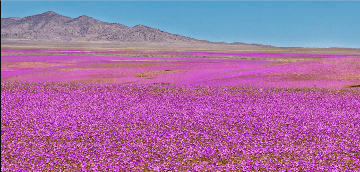 Flowering desert! The Driest in the World Fills With Flowers in Spring background