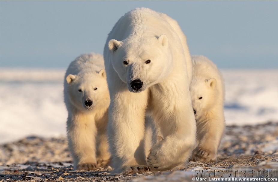 October 26, 2026 Polar Bears & More Photography Workshop with Marc Latremouille - background banner