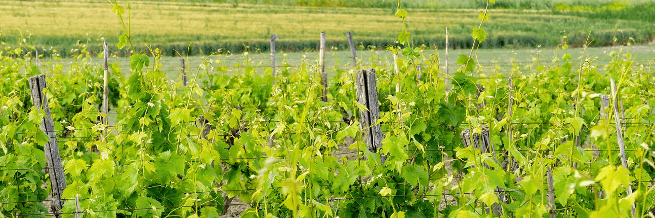 Wine Tours in Calabria